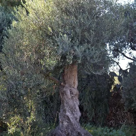 Domus Antiga Appartement