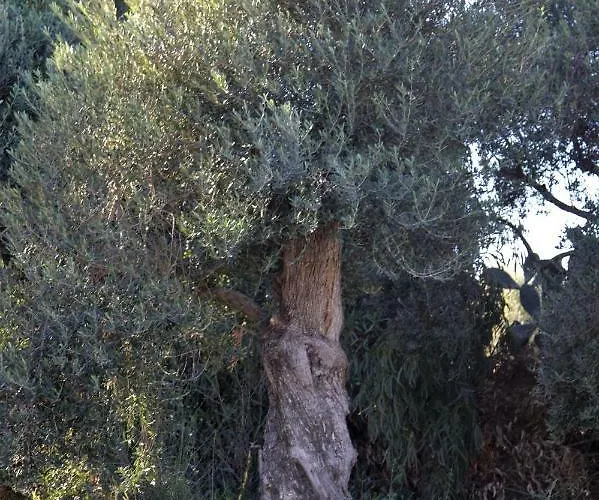 Domus Antiga Apartment